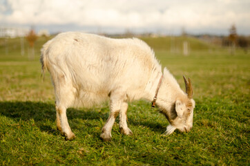 white goat in the meadow in the park