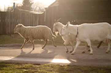sheep and goats at sunset walking on the path