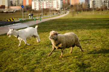 sheeep and goat running in the park  on the outskirts of the city Prague
