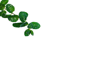 Mint leaves in the snow on a white background.