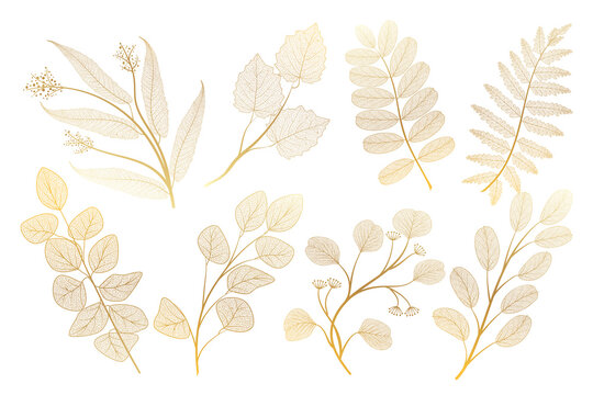 Set Leaf Veins Of Gold On White. Vector Illustration. 