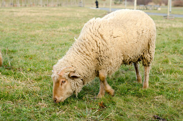 sheep grazing in the meadow in the park 