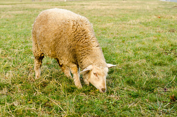 sheep grazing in the meadow in the park 