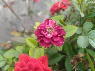 Red Rose Flower