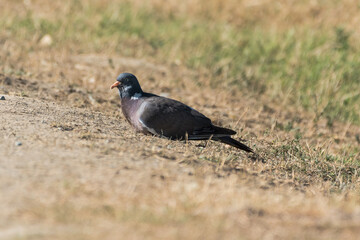 Columba palumbus - Porumbel gulerat - Common wood pigeon