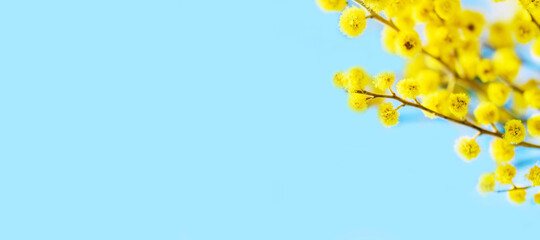 Spring banner with mimosa. Mimosa on a blue background. Place for text.
