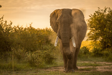 Naklejka na ściany i meble Herd of Elephants in Africa walking through the grass in Tarangire National Park
