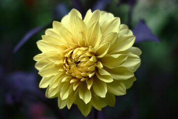 Large flower dahlia with light to petals in yellow tones against a dark background.