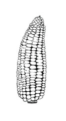 Vector illustration. solid line illustration of corn, natural, corn. Isolated ink image on white background, graphics, doodle, handmade
