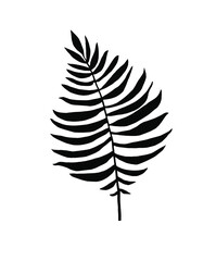Vector illustration. black and white illustration, tropical leaf, graphics, nature