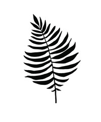 Fototapeta premium Vector illustration. black and white illustration, tropical leaf, graphics, nature