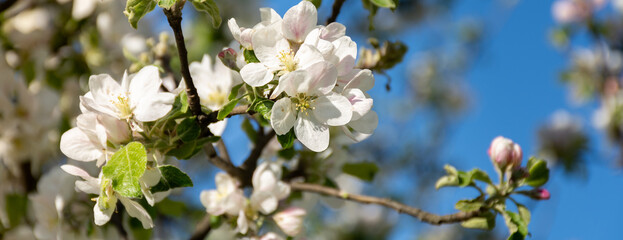 Obraz premium Apple tree branch blossomed in spring on a blurred background of blue sky