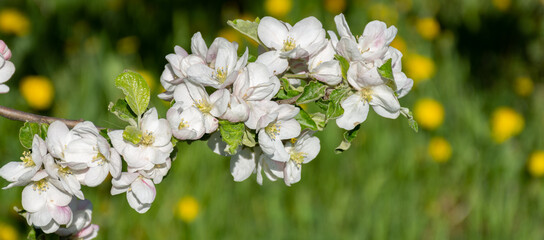 Apple tree branch blossomed in spring on a blurred background