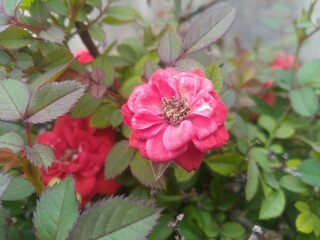 Obraz premium Red Rose Flower