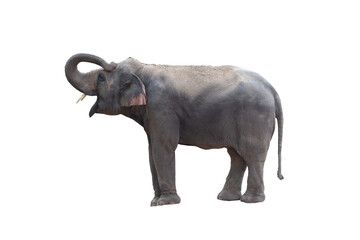 Thai Asia elephant on a white background.