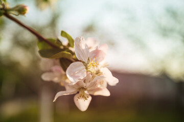 Obraz na płótnie Canvas Blossom tree