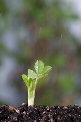 Buds growing in spring