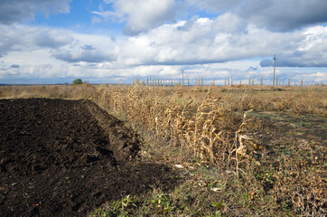 Agriculture field of dry corn plant against cloudy blue sky. Harvesting season in small village. Rural landscape in Ukraine