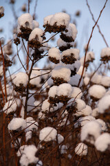 winter landscape dried plant with fruits covered with snow