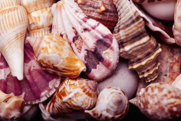 a lot of different empty sea shells on background, macro details