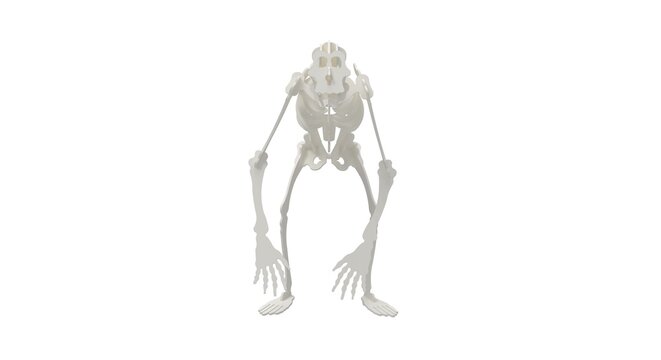 3D rendering of a primate abstract skeleton isolated in studio white