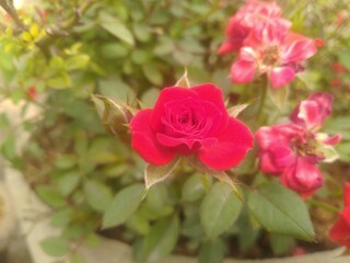 Red Rose Flower