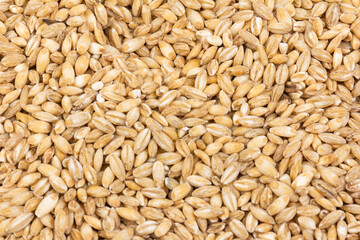 wheat grains isolated on white background with clipping path, close-up