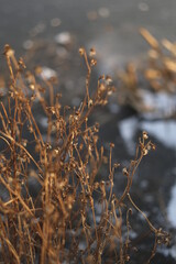 These are plants that grow in the Far Eastern expanses. They look like this in winter among the ice.