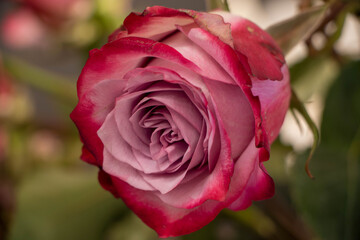 Close up of a single pink rose. Beautiful natural flower