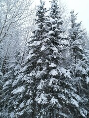 snow covered trees