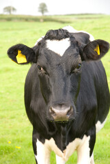 Black and white cow in pasture