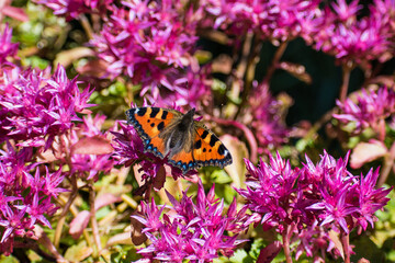 Aglais urticae - Small tortoiseshell