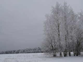 trees in the snow