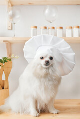 The cute white spitz dog in chef's hat.