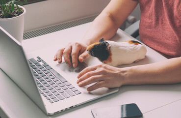 Woman working with laptop and little guinea pig sitting near her