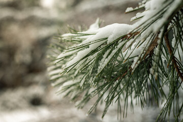 Snow on pine needles.