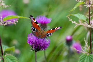 Aglais io - Peacock butterfly