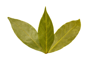 Fototapeta premium Bay leaf isolated on white background. Dry bay leaves for seasoning, spice. Fragrant laurel leaves