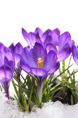 Image with crocuses.