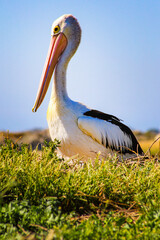 Pelican