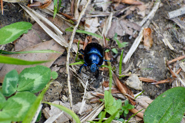 Anoplotrupes stercorosus - The dor beetle