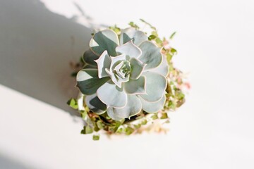 Beautiful Succulent in Flowerpot