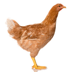 one brown chicken isolated on white background, studio shoot