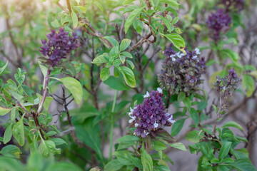 Purple and white flower of Sweet Basil or Thyme is a Thailand vegetable and herb with sunlight 
 in the morning.