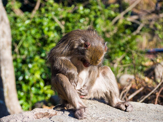 大分県高崎山自然動物園のサルたち