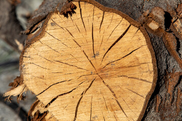 Cracked tree trunk cross section as exposed timber shrinks. Deep cracks, natural fissures, natural splits