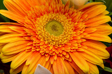 Close-up of orange gerbera flower, beautiful flower background
