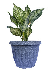 Chinese Evergreen  Aglaonema sp. 'Anyamanikhaw', ARACEAE, in a pot.