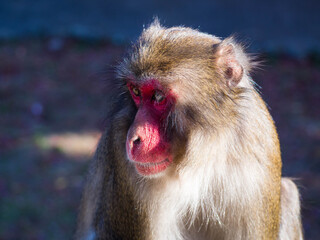Obraz premium 大分県高崎山自然動物園のサルたち