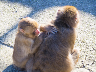 かいがいしく相手の身体のノミ取りの世話を焼くかわいらしい大分県高崎山自然動物園のニホンザル
